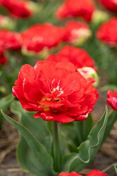 Du blühst richtig auf