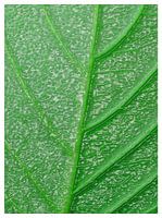Vibrant Basil Leaf Texture Detail