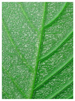 Detail van levendige basilicumbladtextuur