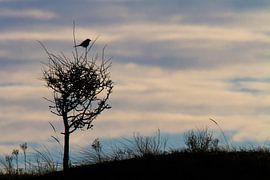 Kapuzenwürger im jungen Weißdorn sitzend von Menno van Duijn