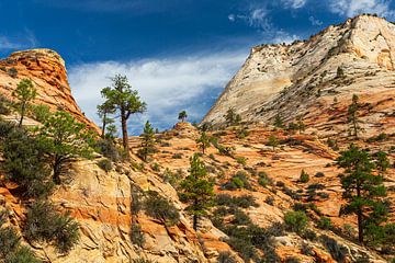 Zion National Park by Henk Meijer Photography