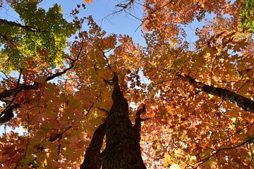 A maple forest in autumn by Claude Laprise