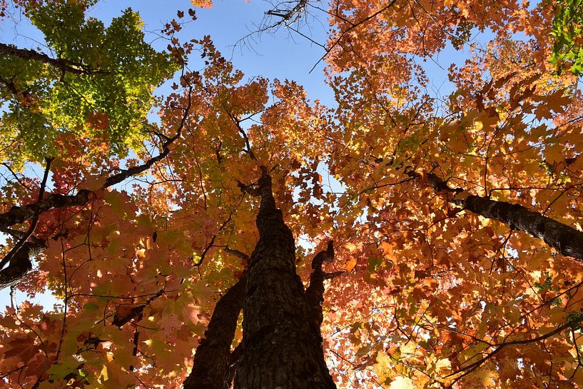 Ein Ahornwald im Herbst von Claude Laprise