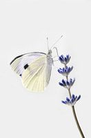 Schmetterling