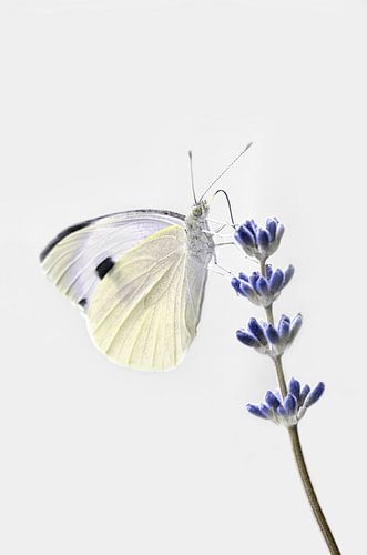 Aleurode sur Violetta Honkisz