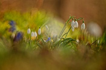 Creative image of flowering snowdrops