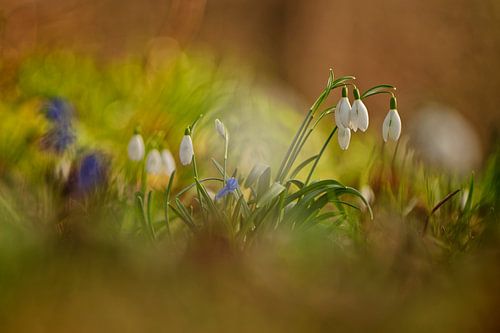 Kreatives Bild von blühenden Schneeglöckchen