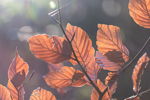 sonniger Herbst