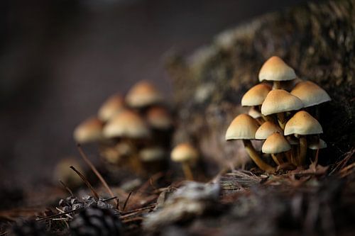 VERVAGING IN HERHALING