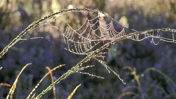 A Cob Web With Morning Dew