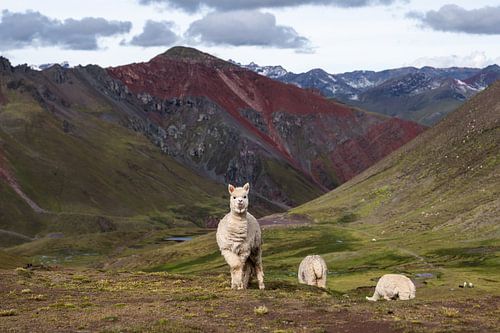 De kleuren van de Andes van Romy Oomen