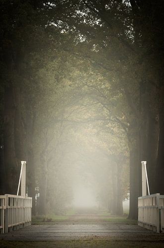 Mistig boslaantje bij Orvelte