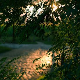 Soleil du soir à travers les feuilles sur Tom Keysers