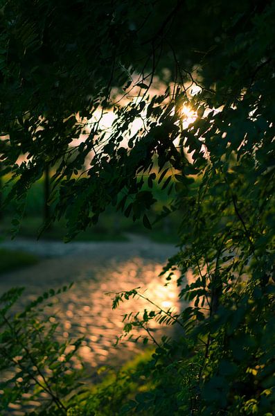 Evening sun through the leaves by Tom Keysers