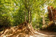 Herfst in het bos van Brakel van Marcel Derweduwen thumbnail