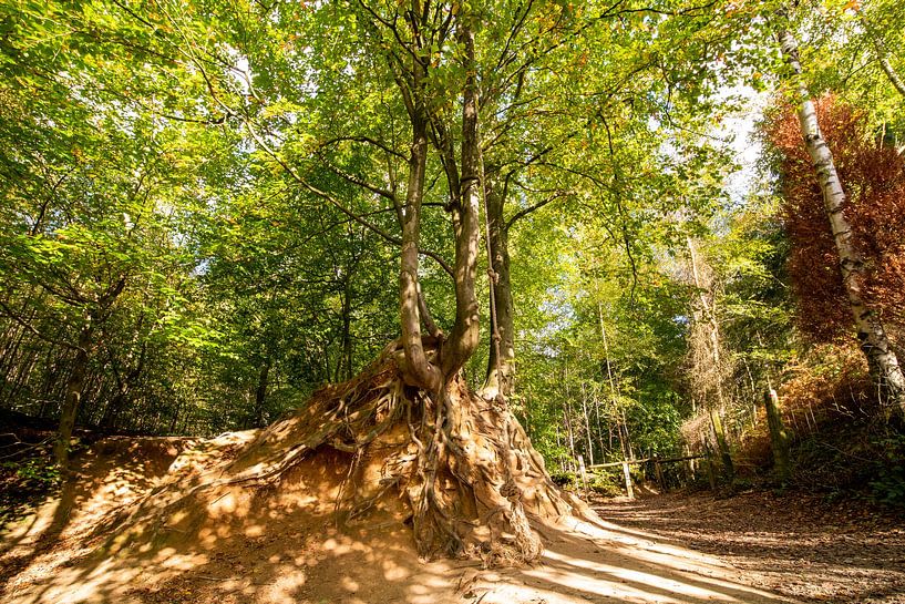 Herfst in het bos van Brakel van Marcel Derweduwen