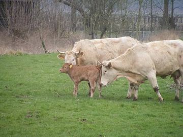 Blonde d'Aquitaine koeien van Mirjam van Ginkel