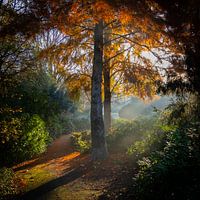 Wandelpad langs Berk met herfstbladeren