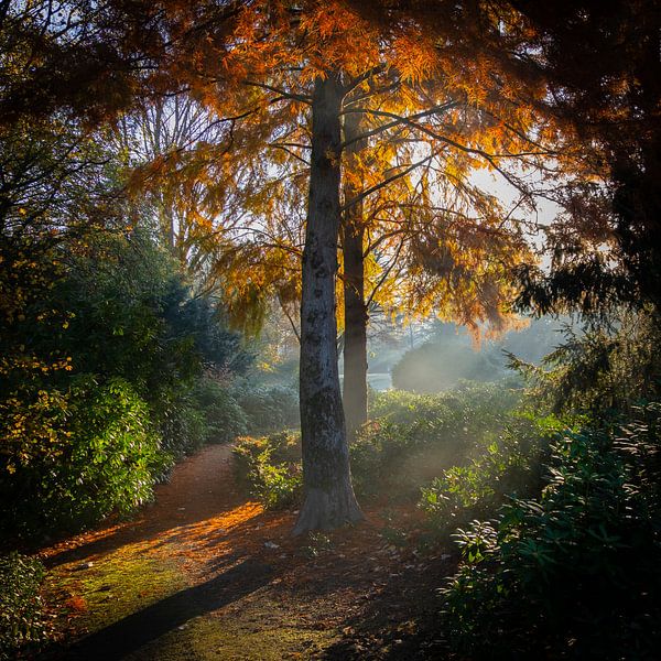 Wandelpad langs Berk met herfstbladeren van Noud de Greef