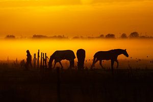 Three horses and a Lady