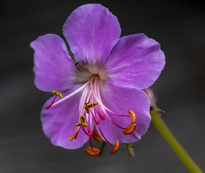 Storchschnabel von Hans-Bernd Lichtblau