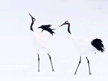 Japanse Kraanvogels van Alexander Koenders