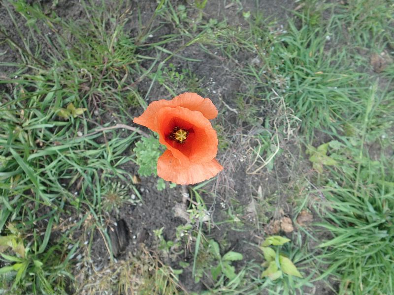 Klaproos by Robin van Tilborg