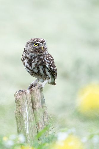 Little owl in green and yellow