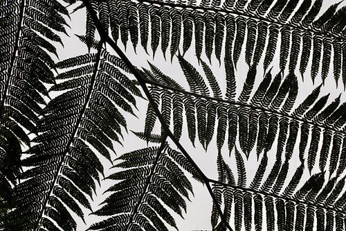 Farnmuster von Patrick Gamelkoorn