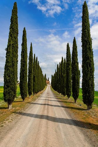 Allée de cyprès en Toscane