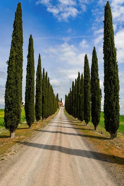Allée de cyprès en Toscane par Dirk Rüter