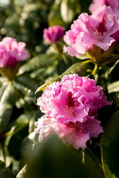 bloemenstruik met roze rhododendron | botanische kunst | fine art natuur foto