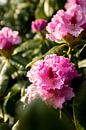 flower bush with pink rhododendron | botanical art | fine art nature photo by Karijn | Fine art Natuur en Reis Fotografie thumbnail