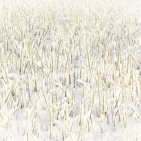 Blades of grass in winter landscape by Theo Felten