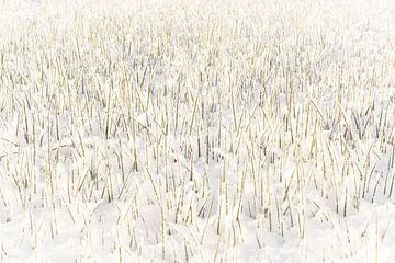 Grassprieten in winters landschap van Theo Felten