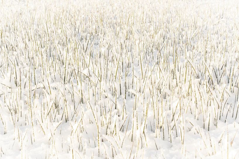 Grassprieten in winters landschap van Theo Felten