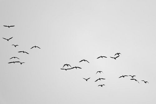 A Flock of Cormorants