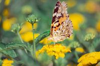 chardon papillon