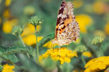 thistle butterfly by Dennis Dijkstra