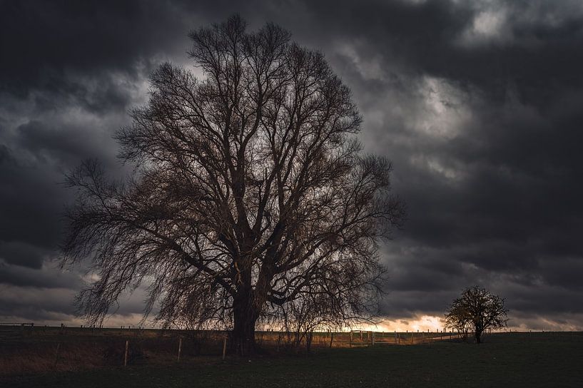 Twee grote en kleine bomen van Derlach Photography
