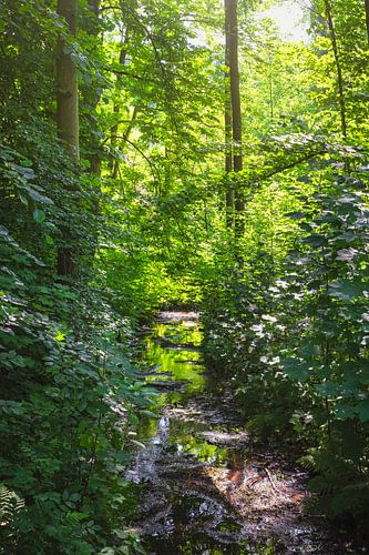 Au cœur de la forêt