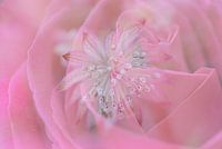 Makrofotografie - Rose mit Seeknoten