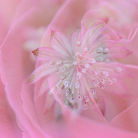 Macro fotografie - roos met zeeuws knoopje van Ineke Duijzer