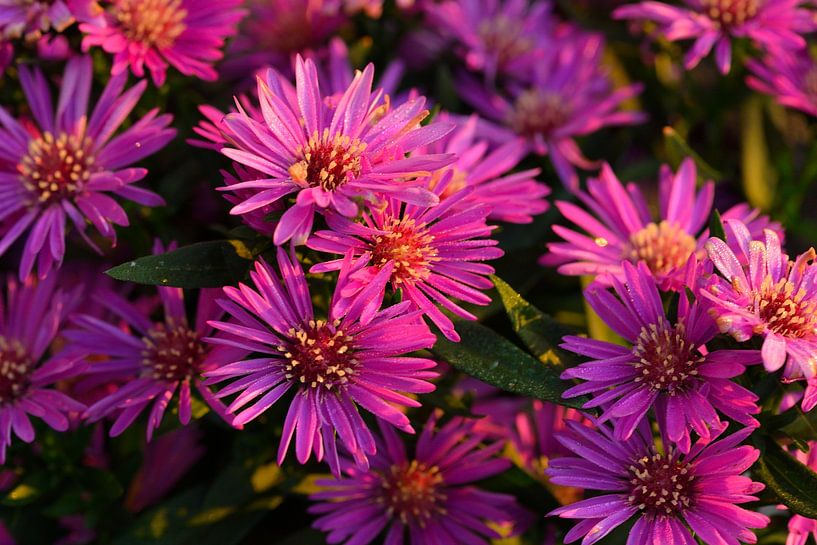 Autumn Aster by Karin Jähne