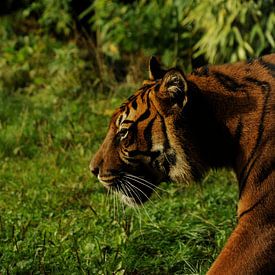 tijger by karin hendriks