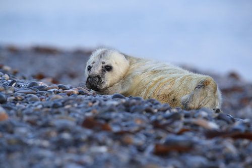Grijze Zeehond Brul Helgoland Eiland Duitsland