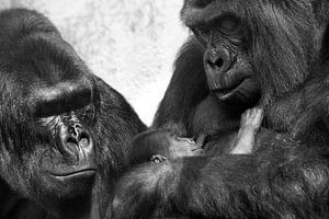 Baby gorilla von Luuk van der Lee