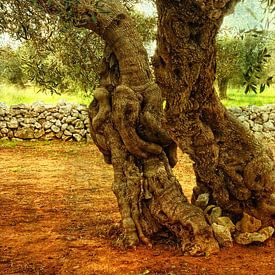 alte knorrige Olivenbäume von Rosina Schneider