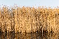 Het riet