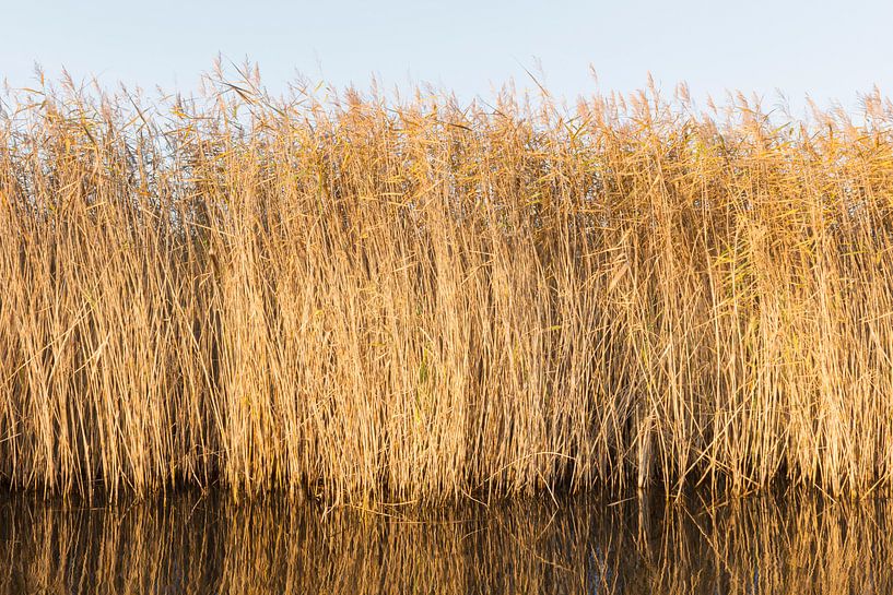 Het riet von Martie Spork